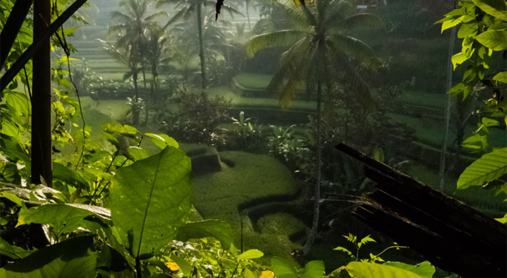 Jungle Ubud Indonesië