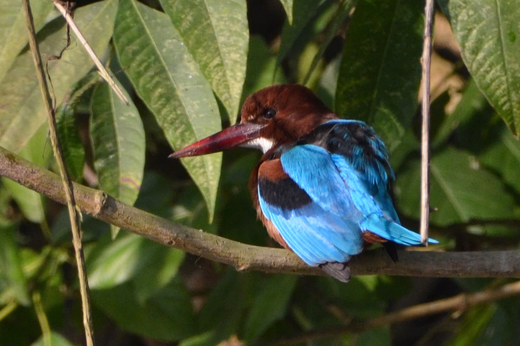 Rondreis Nepal Chitwan ijsvogel