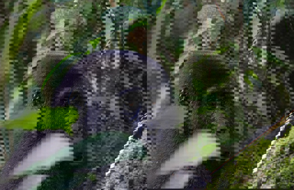 Rondreis Uganda Gorilla