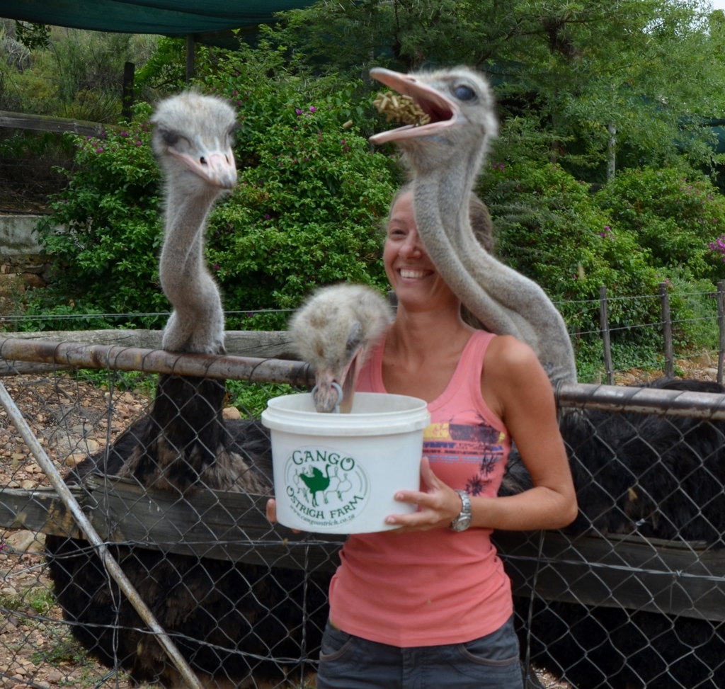 Oudtshoorn struisvogelboerderij