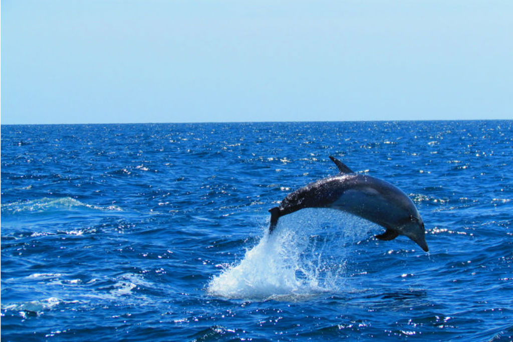 Dolfijnen Azoren