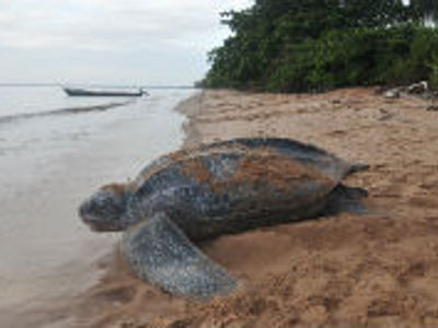 Route Suriname, 26 dagen (2019) - Dag 2
