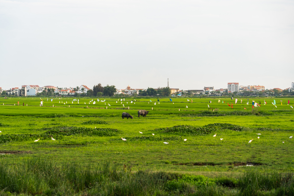 Rijstvelden in Hoi An, Vietnam