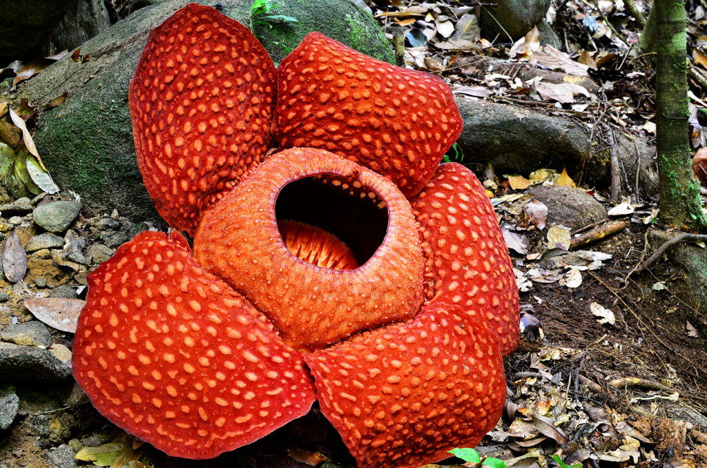 Familiereis Maleisische Borneo bloem