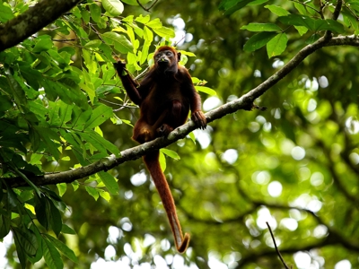 Route Peru inclusief Amazone, 24 dagen - Day 22