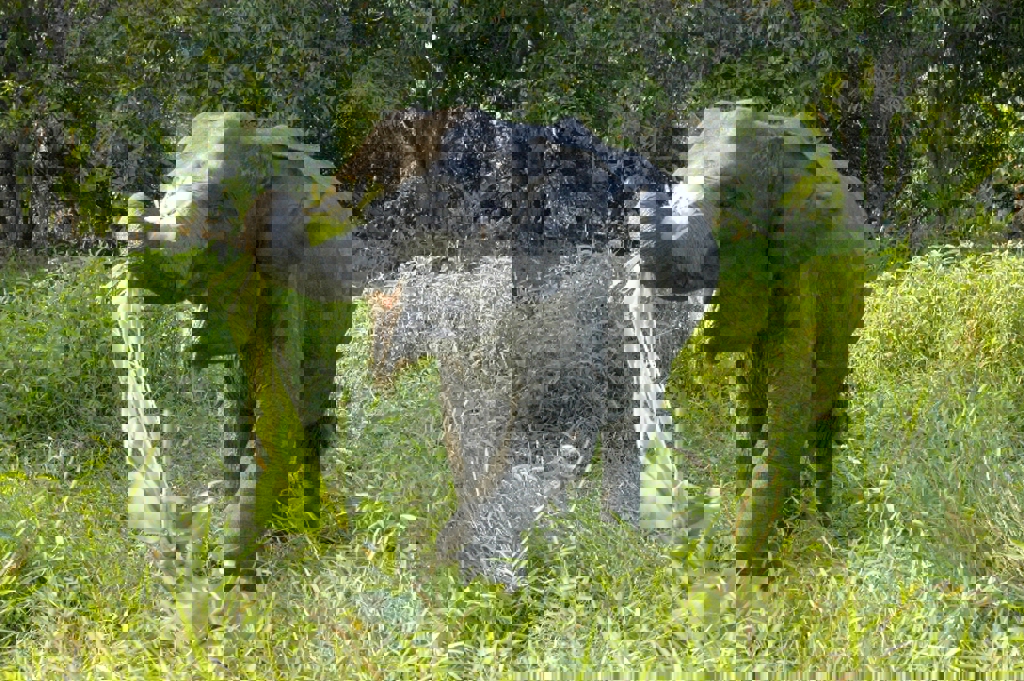 Elephant Nature Park