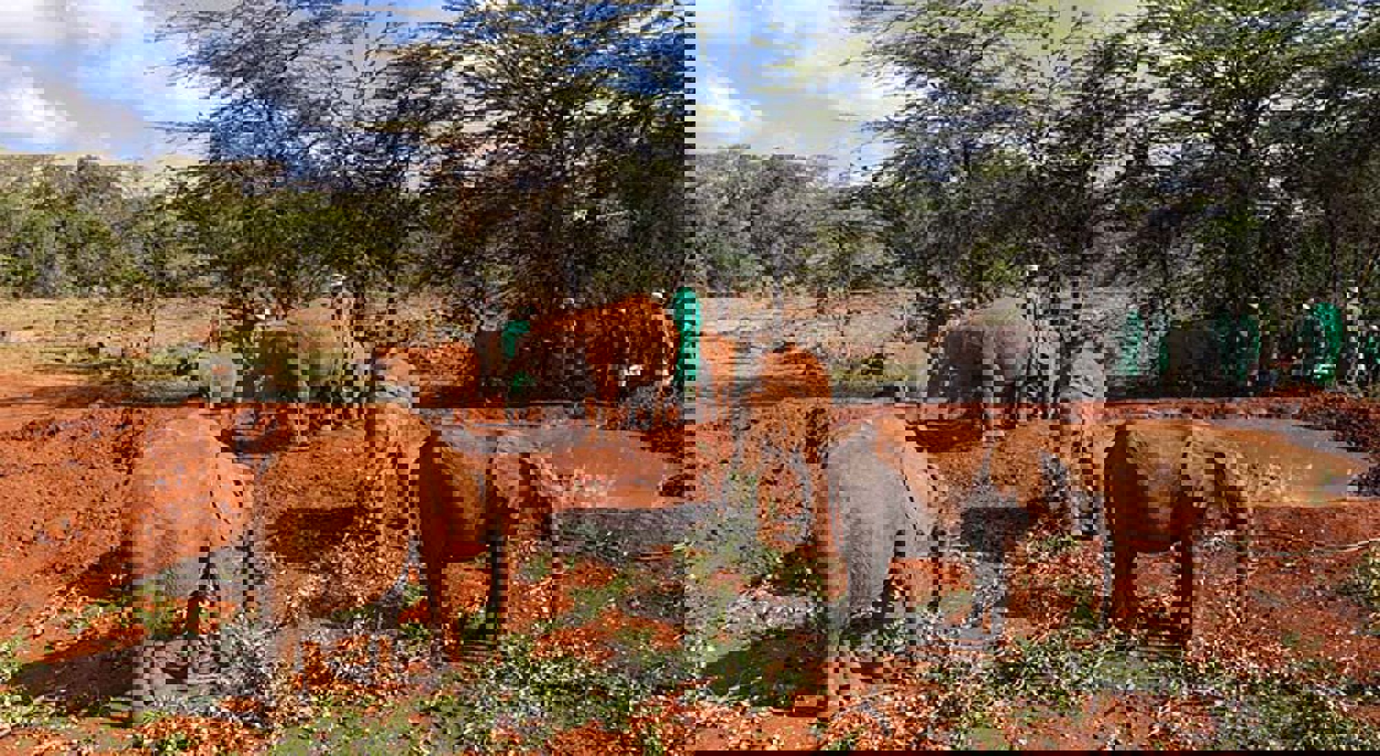 Olifanten bij Sheldrick Wildlife Trust