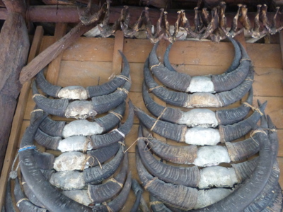 Route Timor, Sumba & Bali, 22 dagen - Day 8