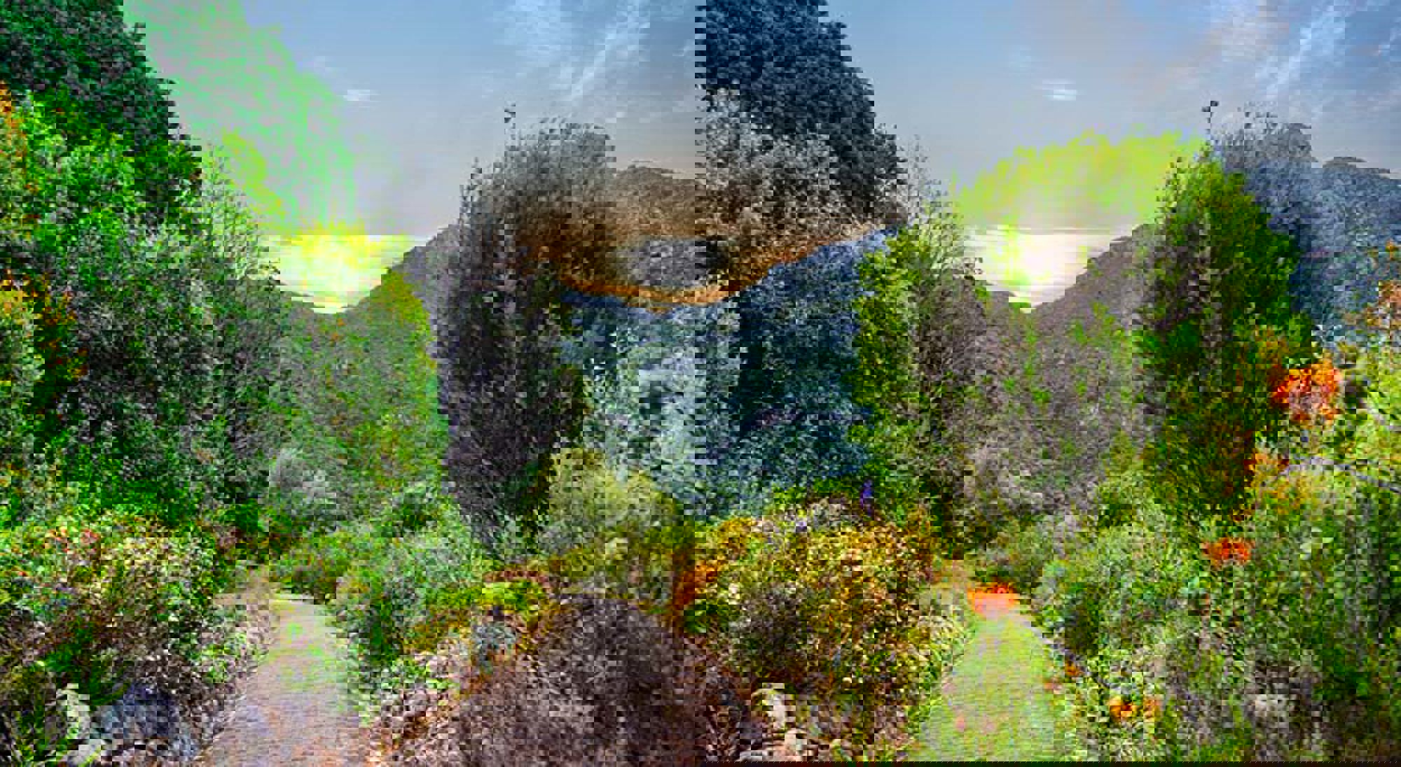 Pad door Kirstenbosch