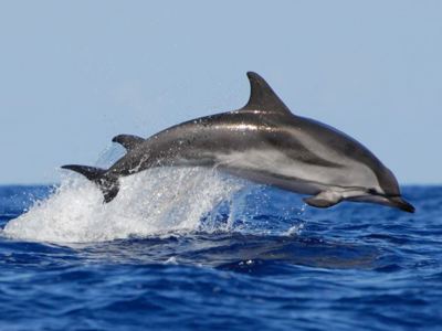 Azoren Familiereis, 12 dagen - Day 2