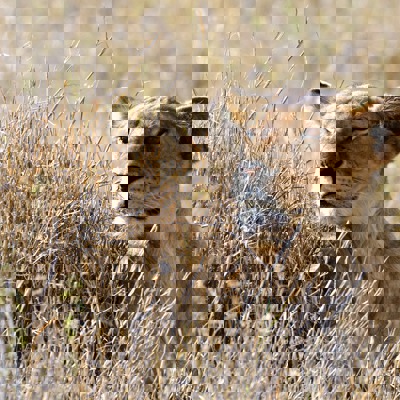 Familiereis Tanzania Leeuw