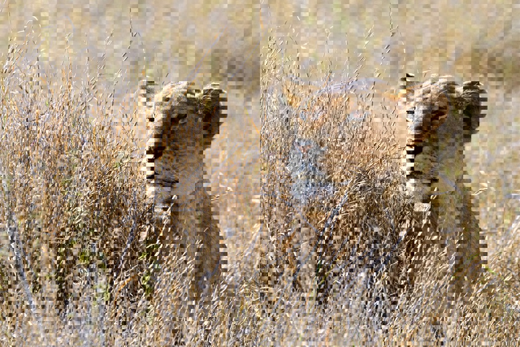 Familiereis Tanzania Leeuw