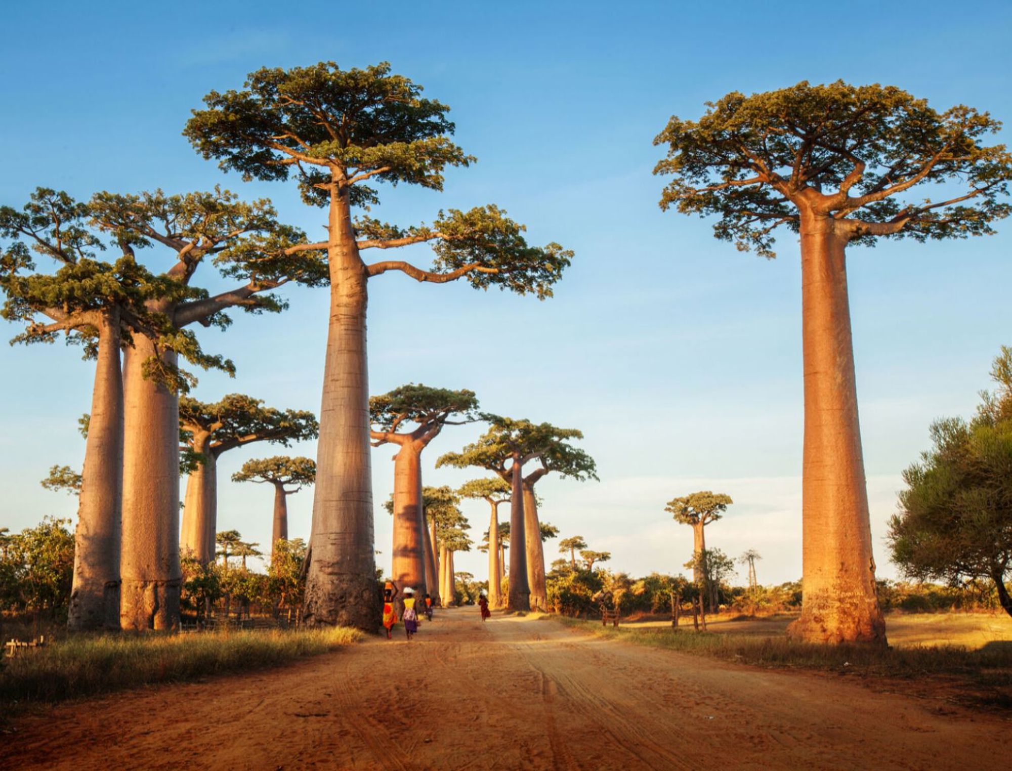 Baobabbomen langs de Avenue of the Baobabs bij zonsondergang in Madagaskar.