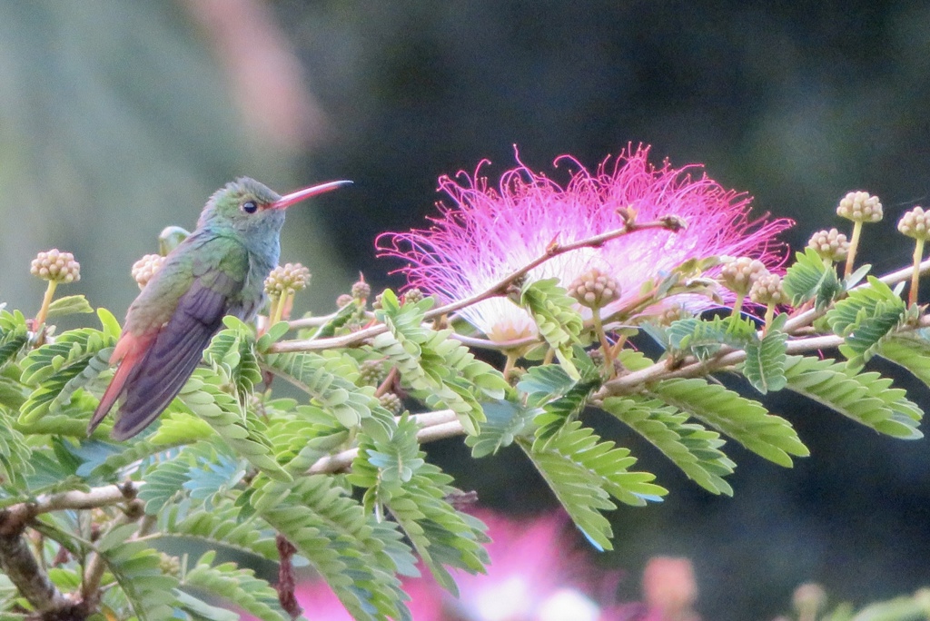 Colibri Costa Rica groepsreis
