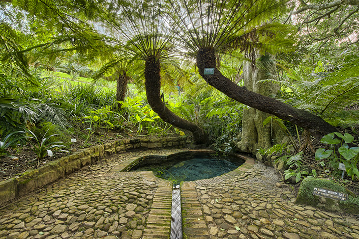 Botanische tuinen van Kirstenbosch, Kaapstad, Zuid-Afrika
