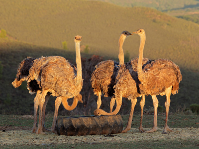 Route Zuid-Afrika - Dag 5