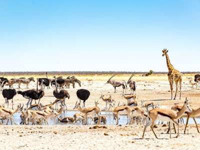 Route Vic Falls-Kaapstad - Day 11