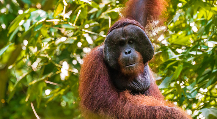 Maleisisch Borneo Maleisisch Borneo