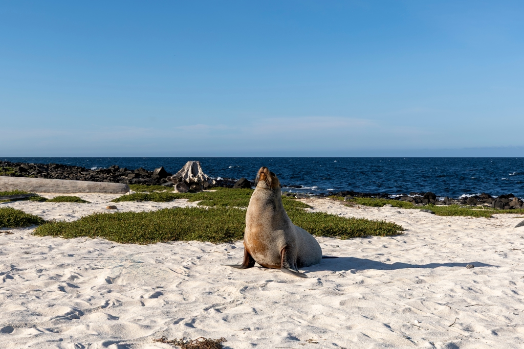 EAF - Galapagos - shutterstock_2615372739.jpg