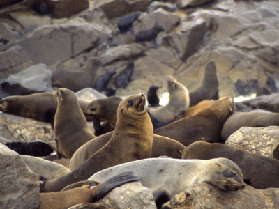 Route Kaapstad-Vic Falls - Dag 11