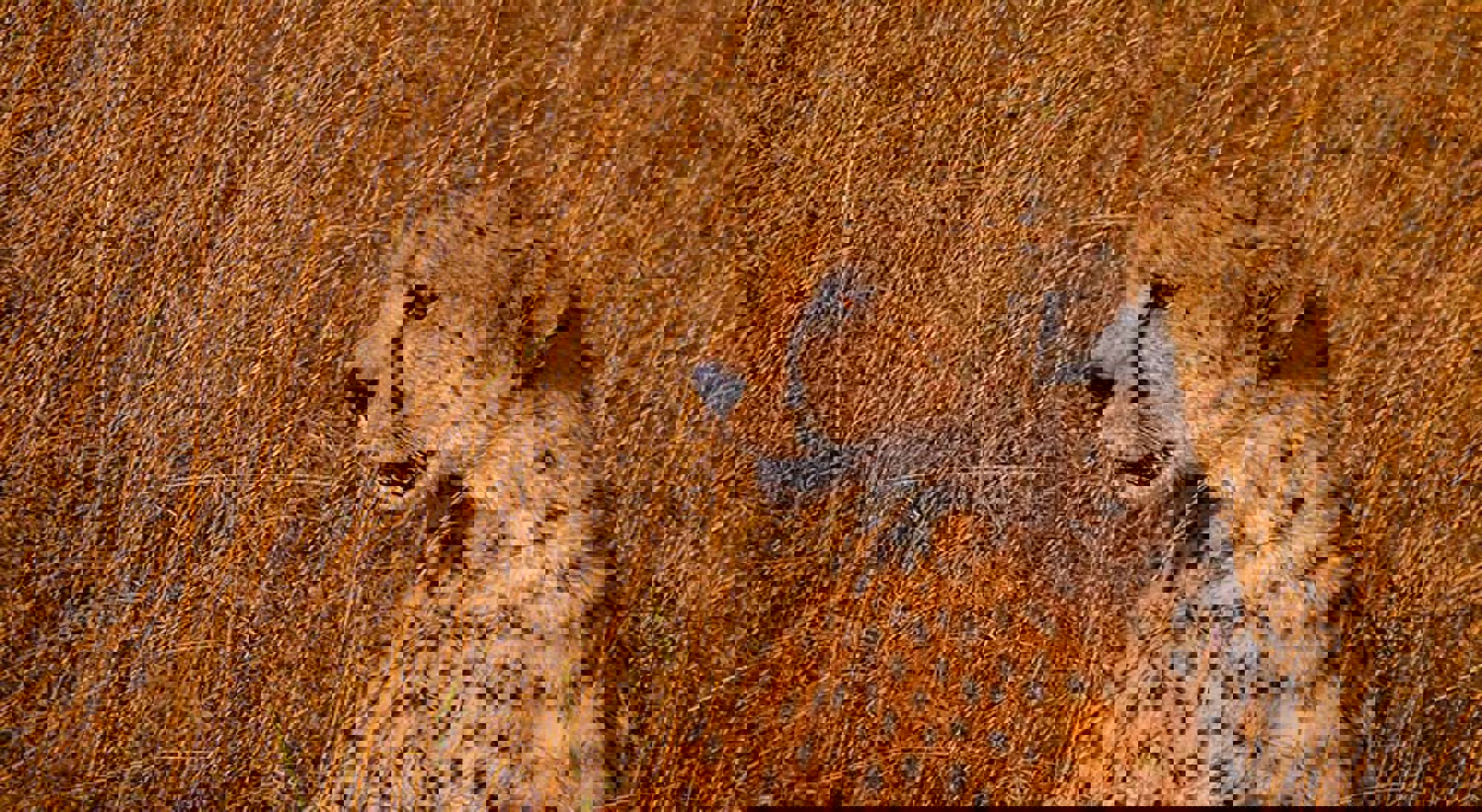 Jachtluipaard in Serengeti National Park Jachtluipaard in Serengeti National Park