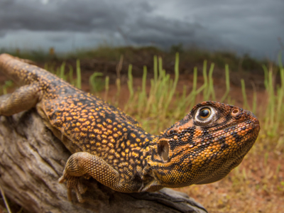 Route West Australië, 25 dagen - Day 12