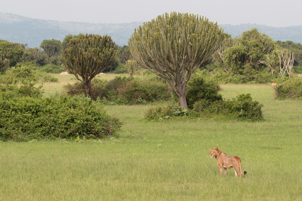 Lioness Queen Elizabeth NP
