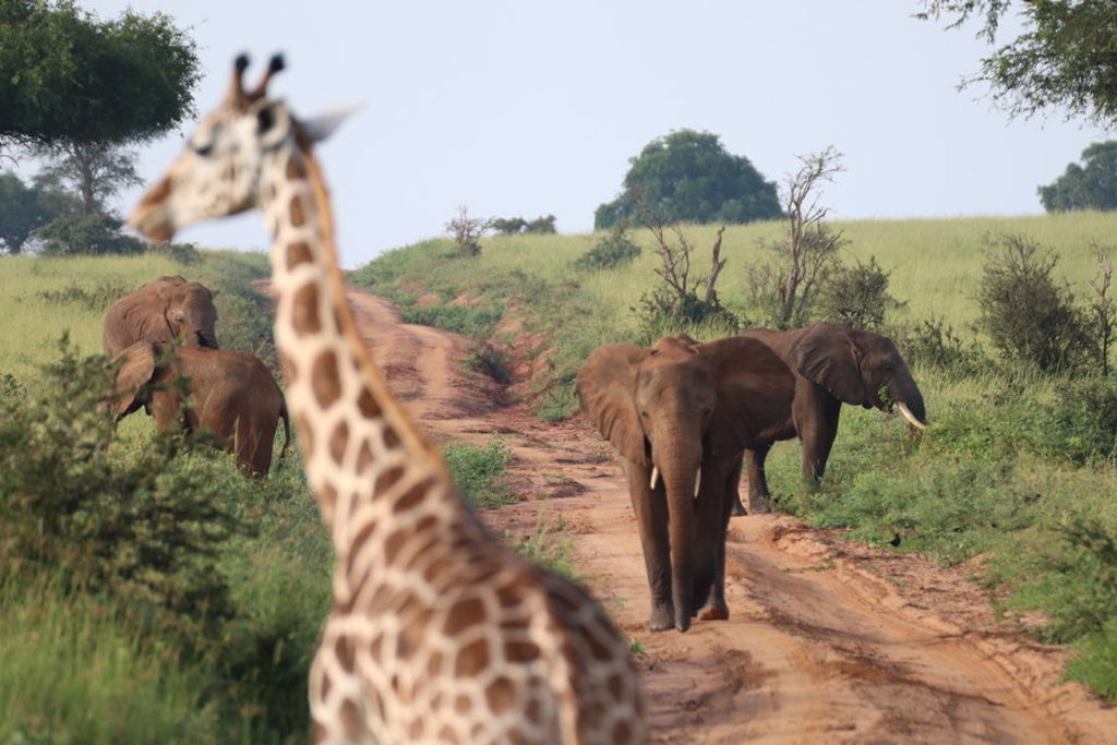 main_Murchison_Falls_-_Reispassie.jpg (1)