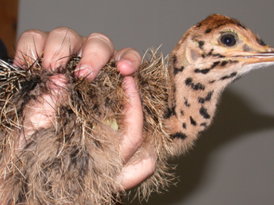 Mooiplaas - nabij Oudtshoorn - Zuid-Afrika