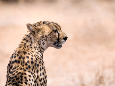 Kenia, Tanzania en Zanzibar, 22 dagen - Dag 4
