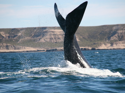 Route rondreis Antarctica 15 dagen - Dag 11