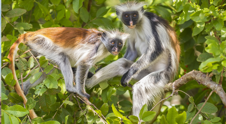 zanzindarfranjeaap zanzindarfranjeaap