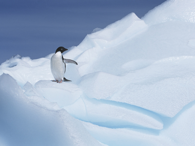 Route rondreis Antarctica 18 dagen - Dag 8