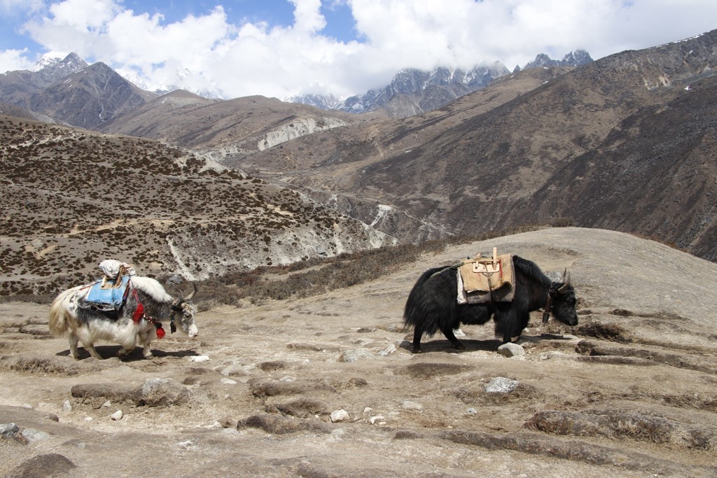 Rondreis Nepal Yak Gokyo Ri
