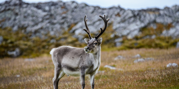 Groepsrondreis Alaska - Kampeer/hotel reis
