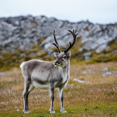 Groepsrondreis Alaska - Kampeer/hotel reis