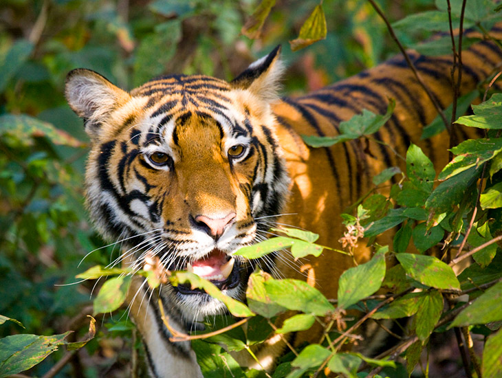 Tijger in India Tijger in India