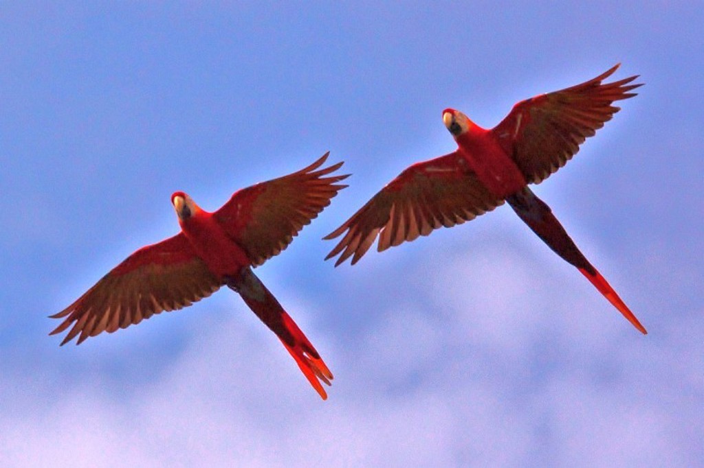 Papegaaien Costa Rica