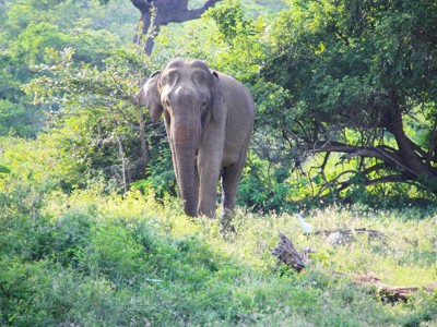 Route Sri Lanka, 16 dagen - Dag 12