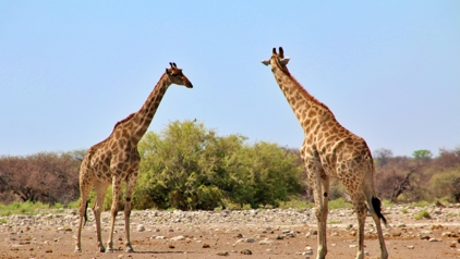 Etosha National Park, Namibië