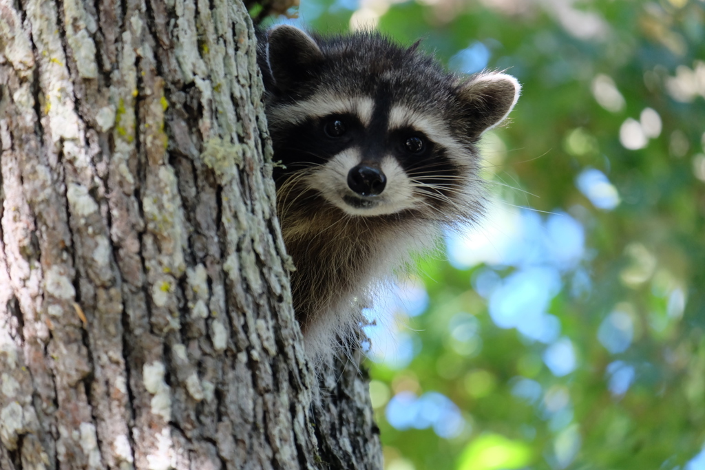 Rondreis Canada Wasbeer