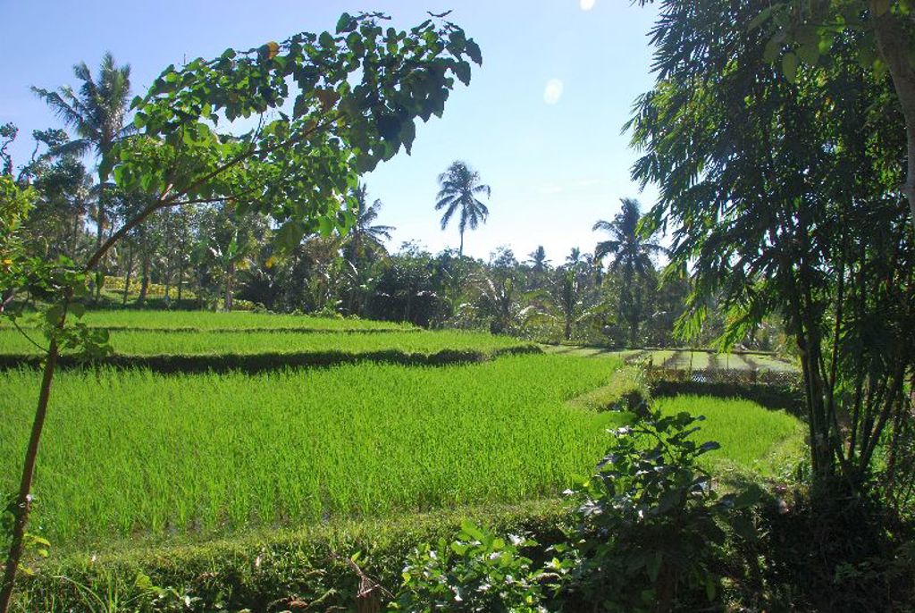 Rijstvelden Lombok Indonesië