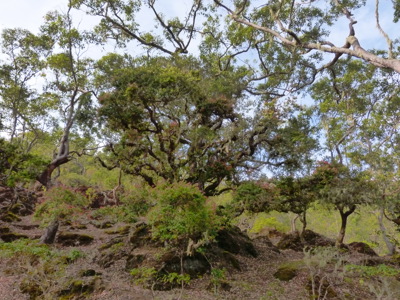 Route Timor, Sumba & Bali, 22 dagen - Day 6