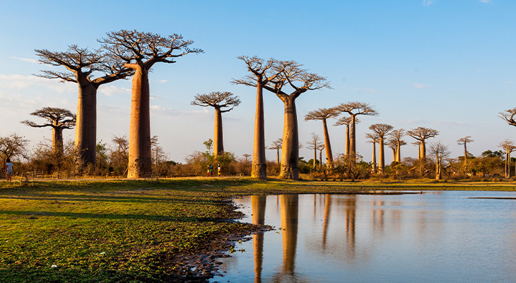 Baobabs