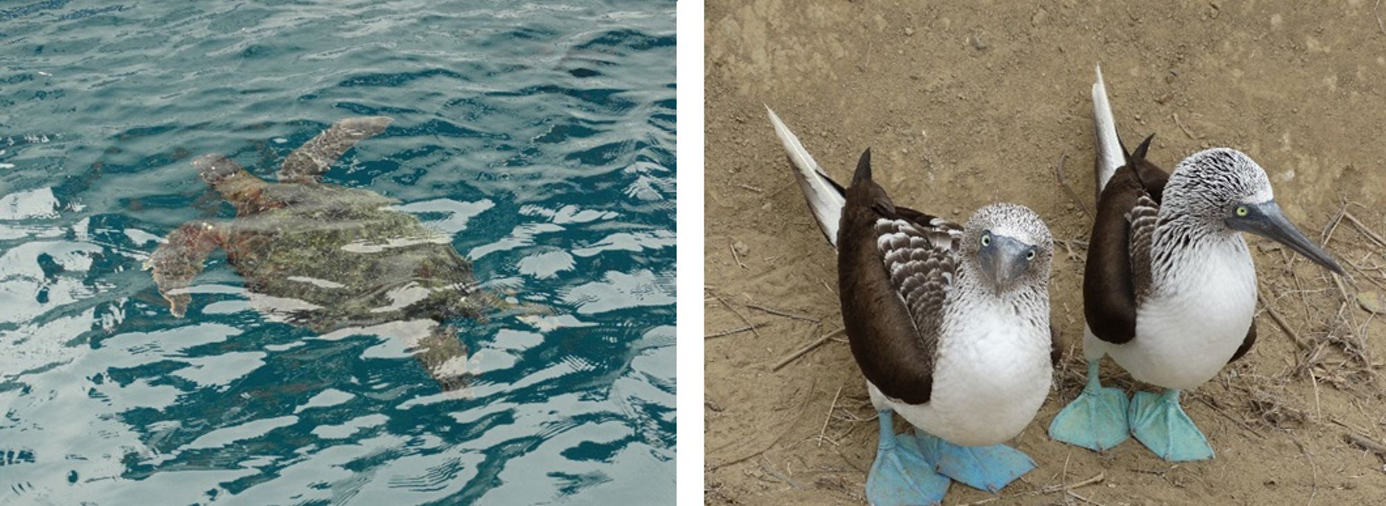 Dieren op de Galapagos-eilanden