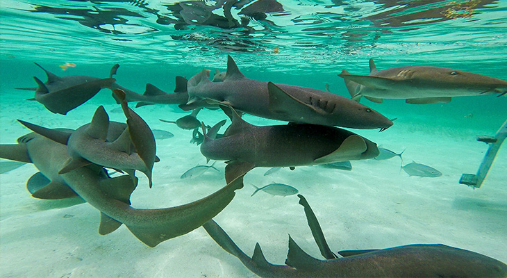 Belize; Caye Caulker Belize; Caye Caulker