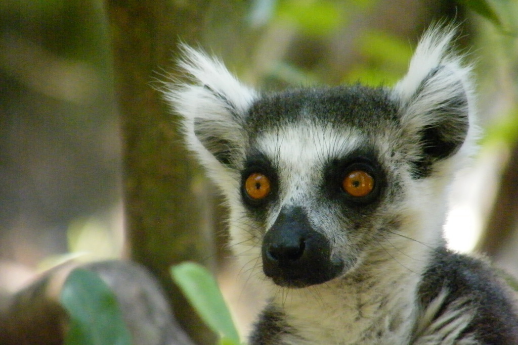 Lemur - Madagascar