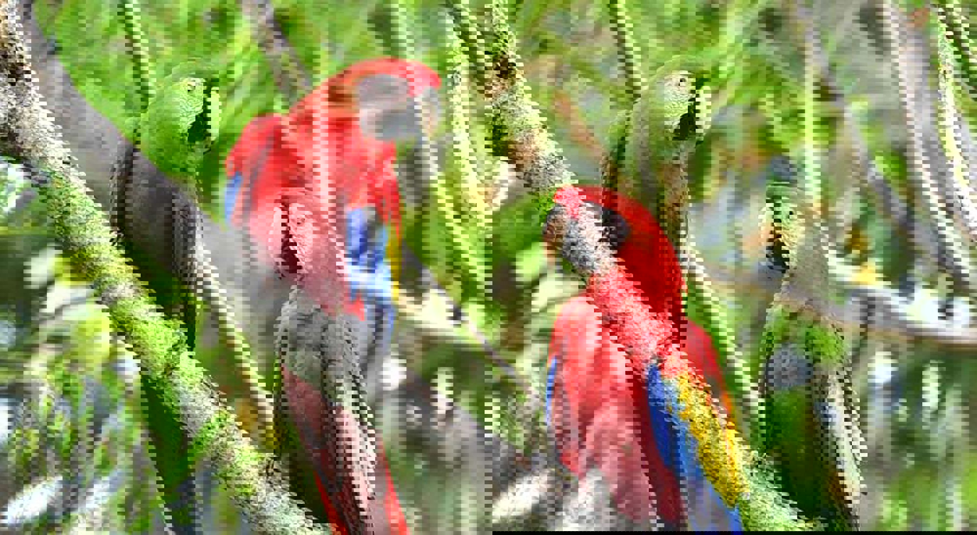 Ara's Corcovado NP Ara's Corcovado NP