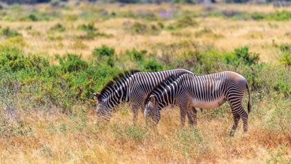 Zebra in Samburu Nationaal Reservaat, Kenia