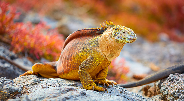 Galapagoseilanden Galapagoseilanden